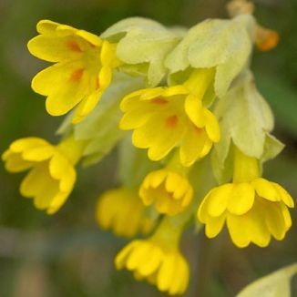 Cowslip deals