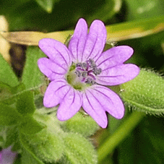 Crane's-bill, Dove's-foot