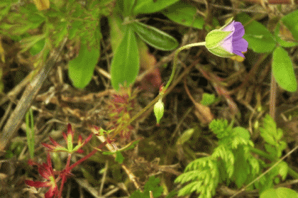 Crane's-bill, Long-stalked