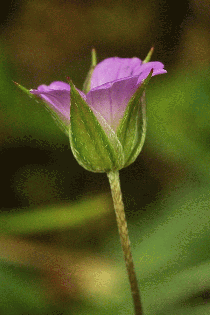 Crane's-bill, Long-stalked