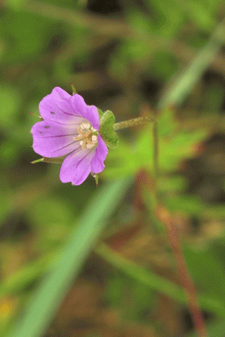 Crane's-bill, Long-stalked