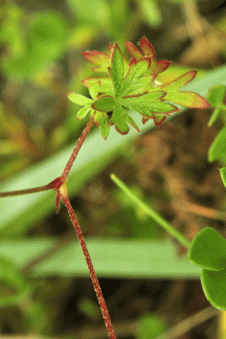 Crane's-bill, Long-stalked
