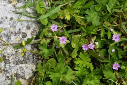 Crane's-bill, Dove's-foot