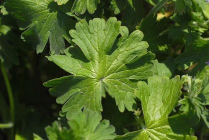 Crane's-bill, Dove's-foot