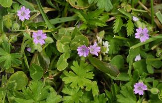 Crane's-bill, Dove's-foot