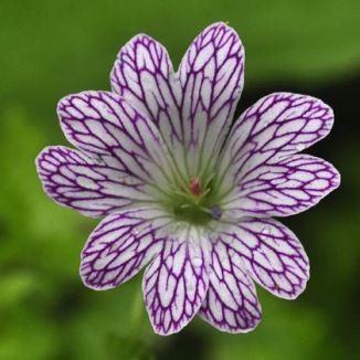 Crane's-bill, Pencilled