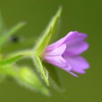 Crane's-bill, Cut-leaved