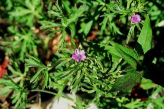 Crane's-bill, Cut-leaved