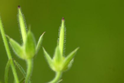 Crane's-bill, Cut-leaved
