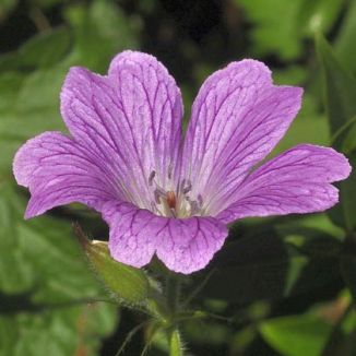 Crane's-bill, Druce's
