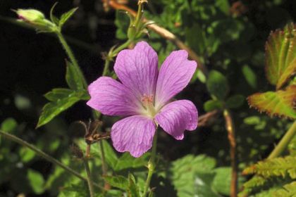 Crane's-bill, Druce's