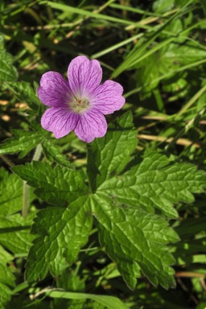 Crane's-bill, Druce's
