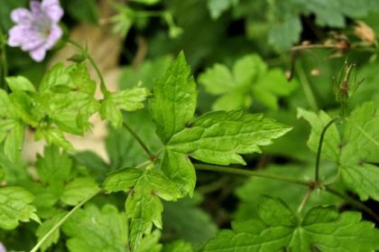 Crane's-bill, Pencilled