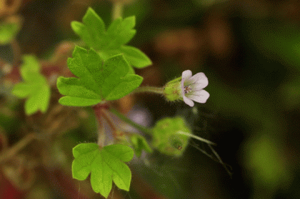 Crane's-bill, Round-leaved