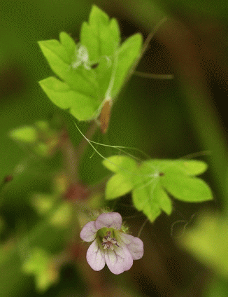 Crane's-bill, Round-leaved