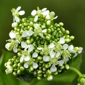 Cress, Hoary