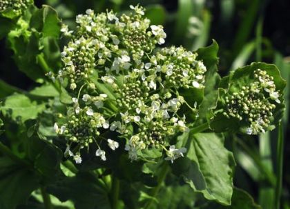 Cress, Hoary