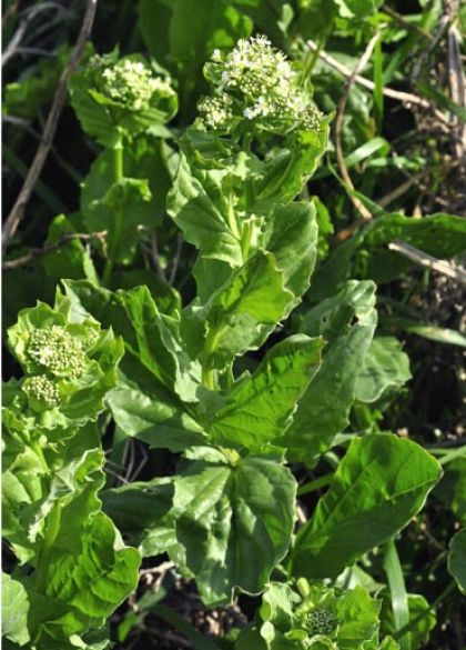 Cress, Hoary