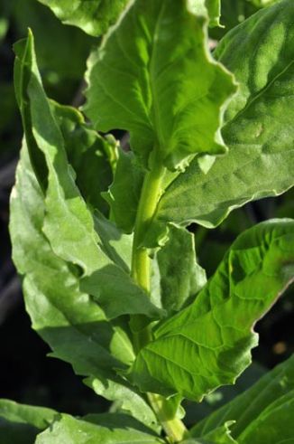 Cress, Hoary