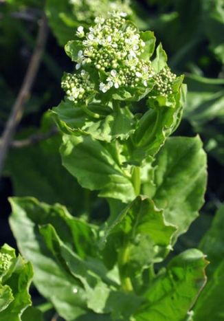 Cress, Hoary