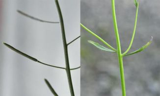 Cress, Thale
