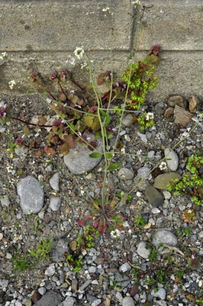 Cress, Thale