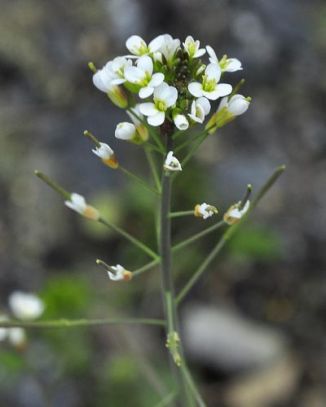 Cress, Thale