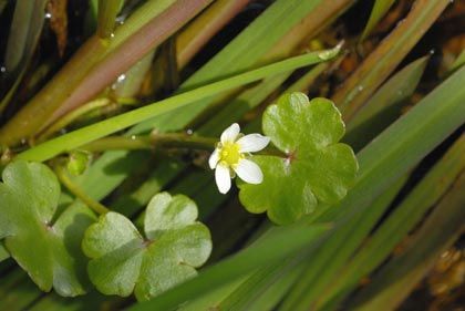 Crowfoot, Round-leaved