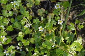 Crowfoot, Round-leaved