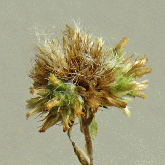 Cudweed, Common