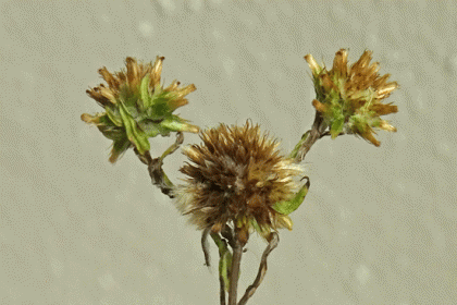 Cudweed, Common