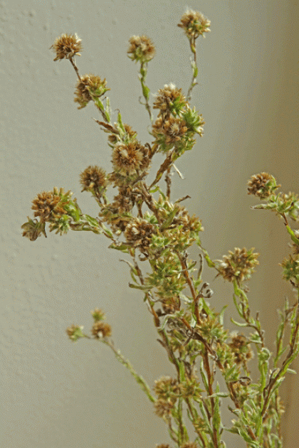 Cudweed, Common