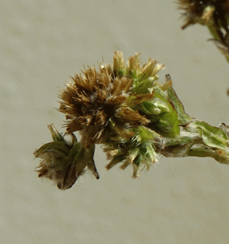 Cudweed, Common