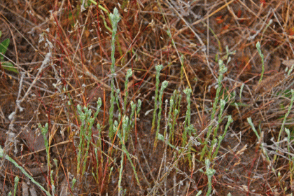 Cudweed, Small