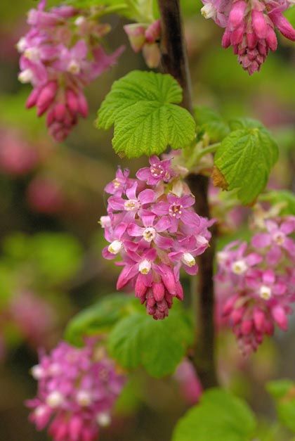 Currant, Flowering