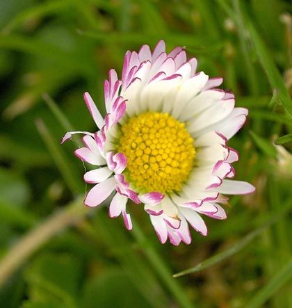 Daisy