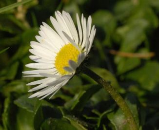 Daisy