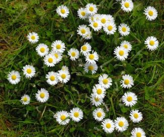 Daisy