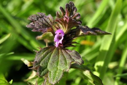 Dead-nettle, Cut-leaved