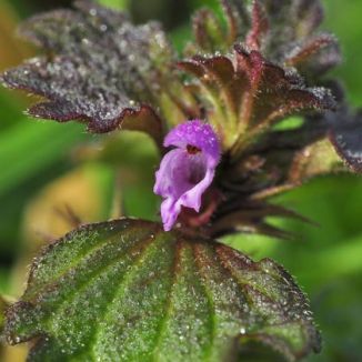 Dead-nettle, Cut-leaved