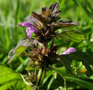 Dead-nettle, Cut-leaved