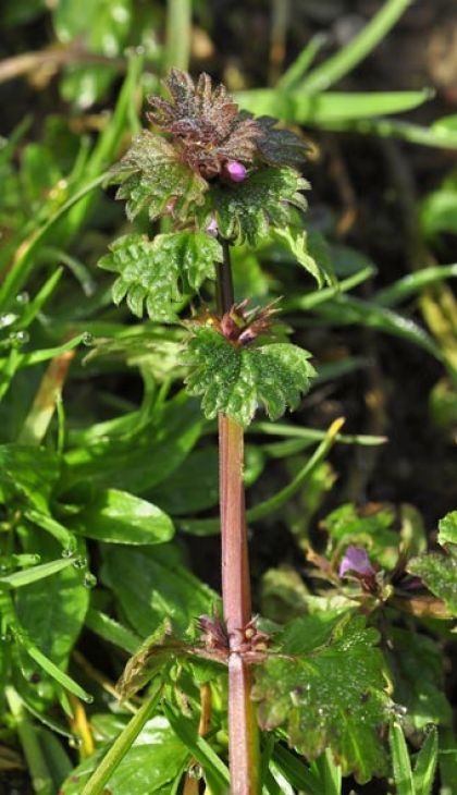 Dead-nettle, Cut-leaved