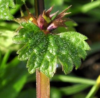 Dead-nettle, Cut-leaved