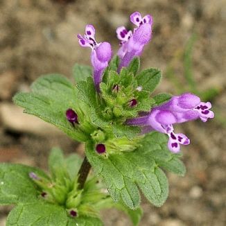 Dead-nettle, Henbit