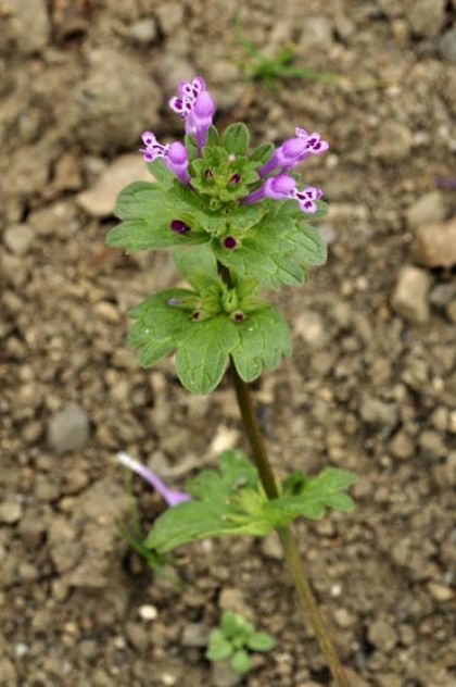 Dead-nettle, Henbit