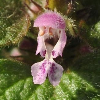 Dead-nettle, Red