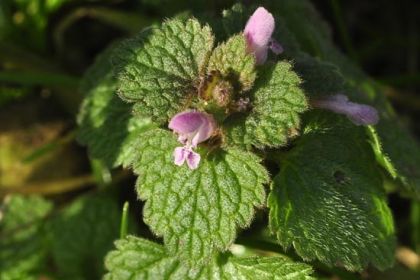 Dead-nettle, Red