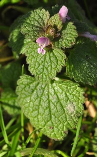Dead-nettle, Red