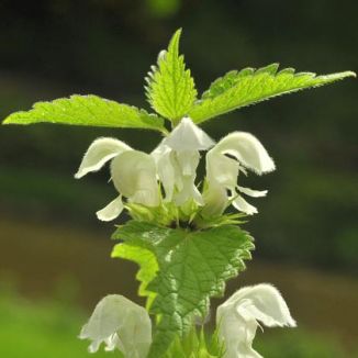 Dead-nettle, White