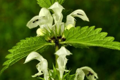 Dead-nettle, White